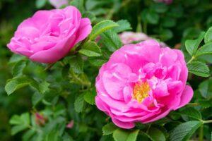 La Rosa rugosa produce fiori commestibili.