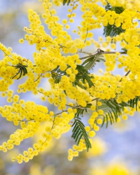 Acacia dealbata, mimosa italiana, simbolo dell'8 marzo - Giornata internazionale della donna.