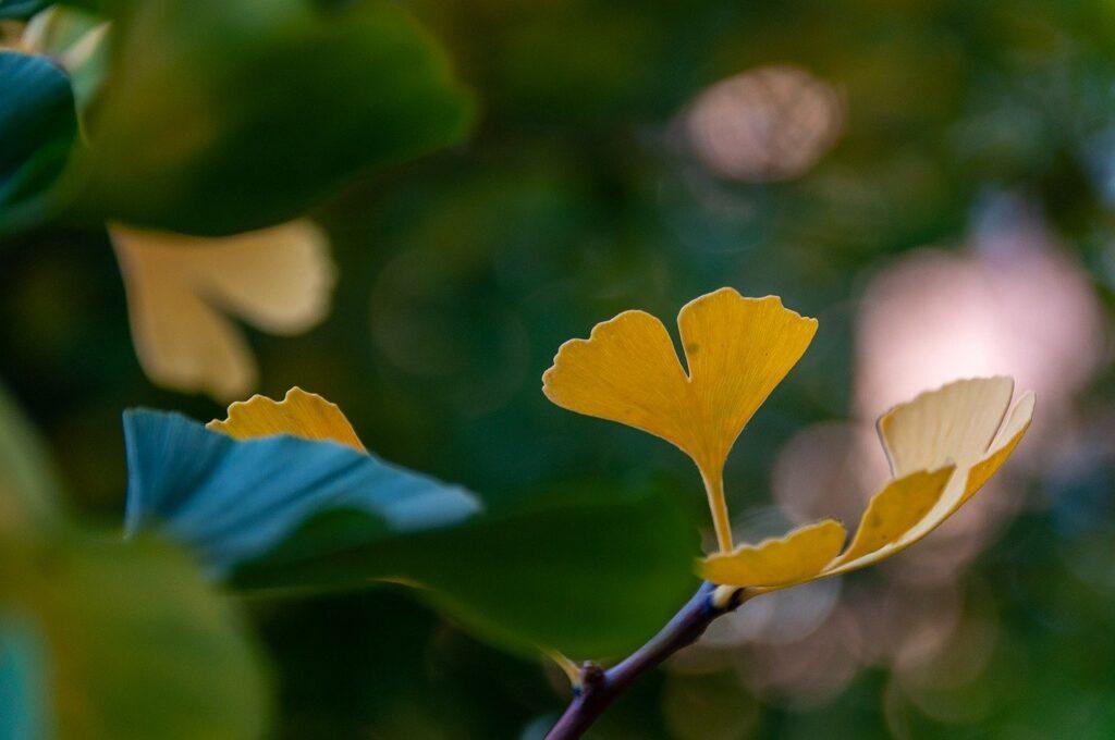 Ramo e foglie di Ginkgo biloba.