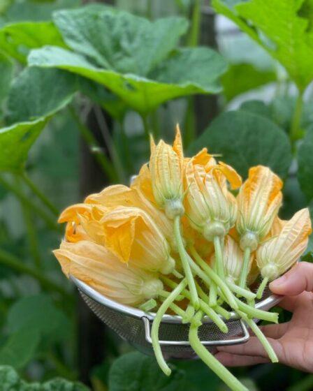 Fiori di zucca (Foto di Kingkonadventure da Pexels).