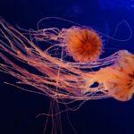 Punture di meduse