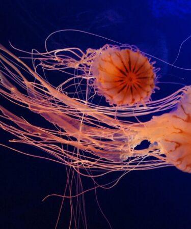 Punture di meduse