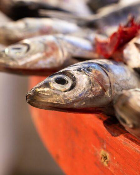 Pesce azzurro: acciughe.