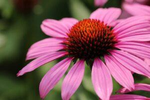 Capolino di Echinacea purpurea, formato dai fiori del disco (rosso bruni) e i fiori del raggio (rosa).