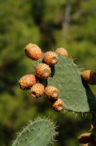 Cladodo di fico d'India con frutti.