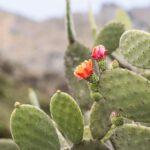 Opuntia ficus indica, fico d'India