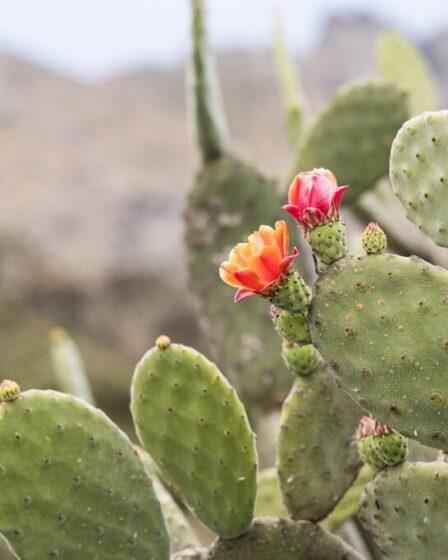 Opuntia ficus indica, fico d'India