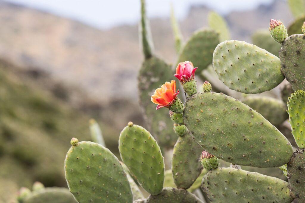 Opuntia ficus indica, fico d'India