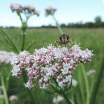 Valeriana officinalis. foto di Krzysztof Ziarnek, Kenraiz, CC BY-SA 4.0, via Wikimedia Commons.