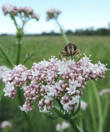 Valeriana officinalis. foto di Krzysztof Ziarnek, Kenraiz, CC BY-SA 4.0, via Wikimedia Commons.