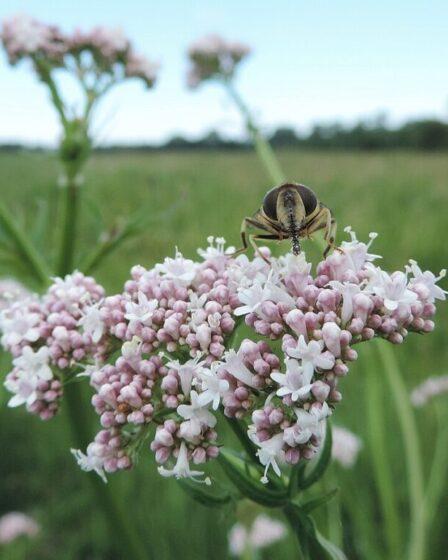 Valeriana officinalis. foto di Krzysztof Ziarnek, Kenraiz, CC BY-SA 4.0, via Wikimedia Commons.