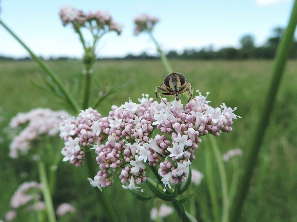 Valeriana officinalis. foto di Krzysztof Ziarnek, Kenraiz, CC BY-SA 4.0, via Wikimedia Commons.