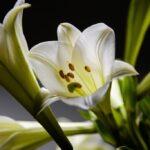 lily-6142496_1280