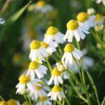 Matricaria chamomilla (Asteraceae), ossia la camomilla comune. Foto di Goran Horvat da Pixabay