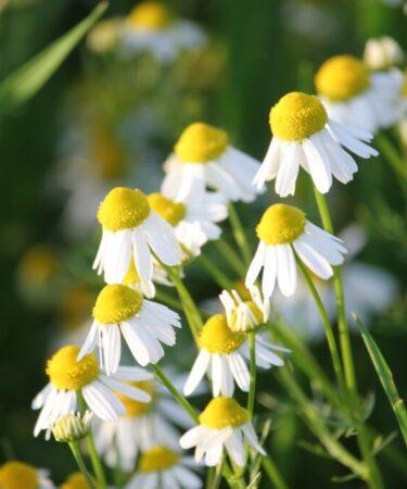 Matricaria chamomilla (Asteraceae), ossia la camomilla comune. Foto di Goran Horvat da Pixabay