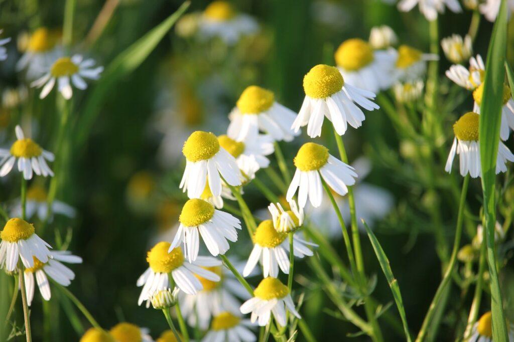 Matricaria chamomilla (Asteraceae), ossia la camomilla comune. Foto di Goran Horvat da Pixabay