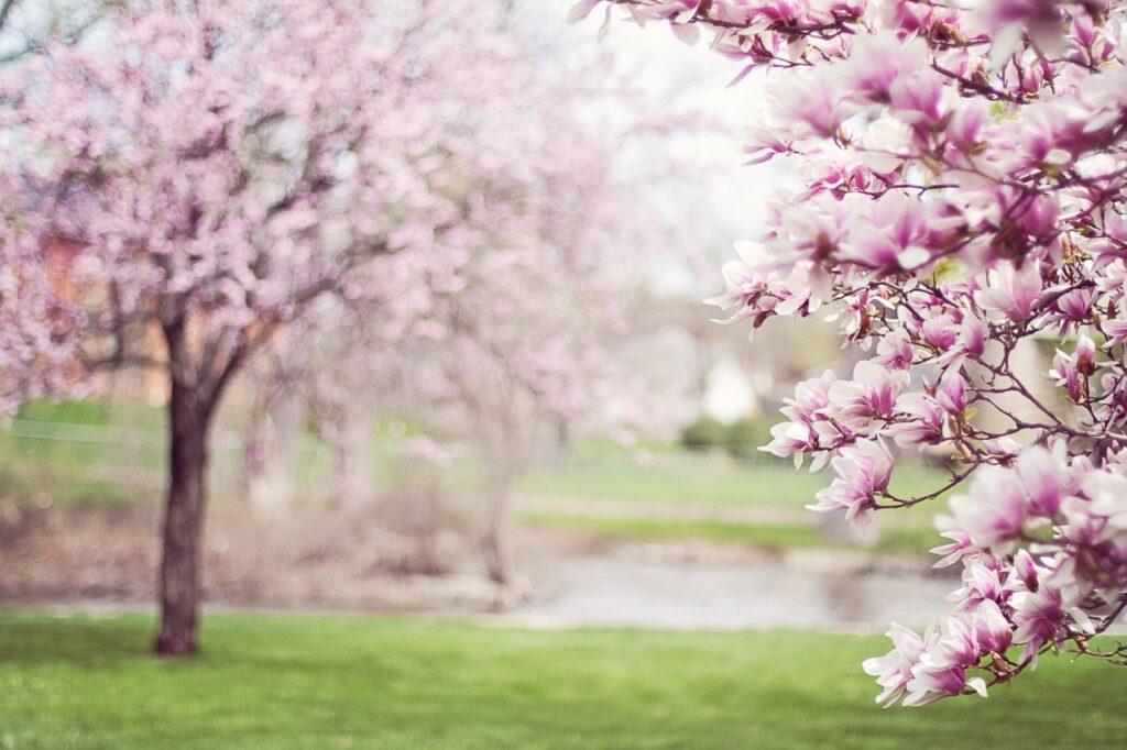 Equinozio di primavera. Alberi di magnolia in fiore.