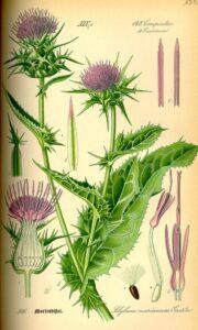 Stampa botanica di Silybum marianum: il cardo mariano. Immagine di pubblico dominio da Wikimedia Commons.
