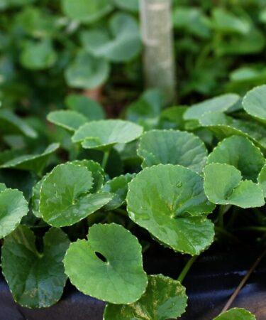 Centella asiatica. Foto di Maya A. P da Pixabay.