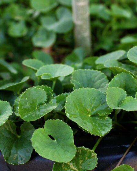 Centella asiatica. Foto di Maya A. P da Pixabay.