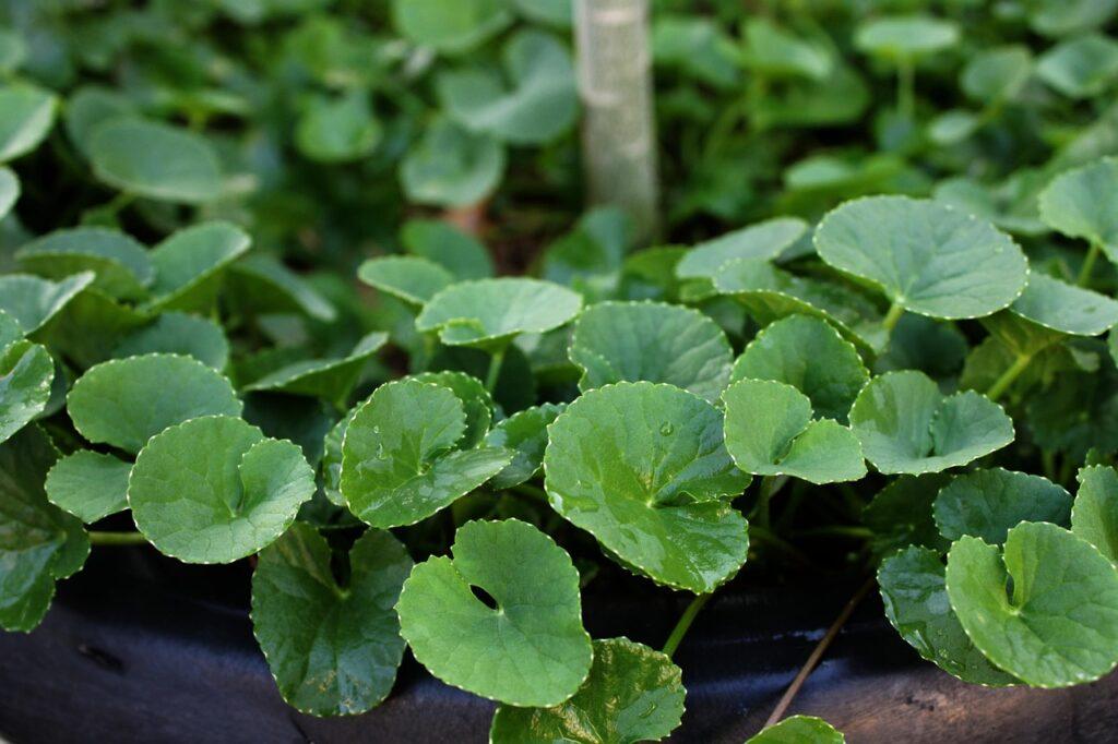 Centella asiatica. Foto di Maya A. P da Pixabay.