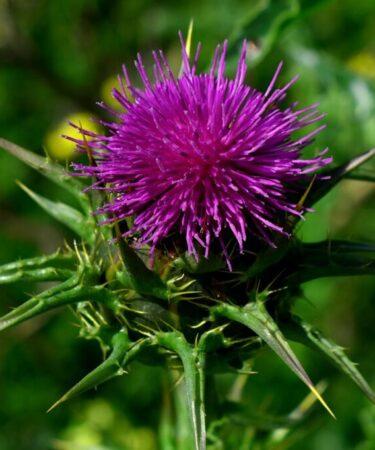 Cardo mariano (Silybum marianum, Asteraceae). Foto di Thanasis Papazacharias da Pixabay.