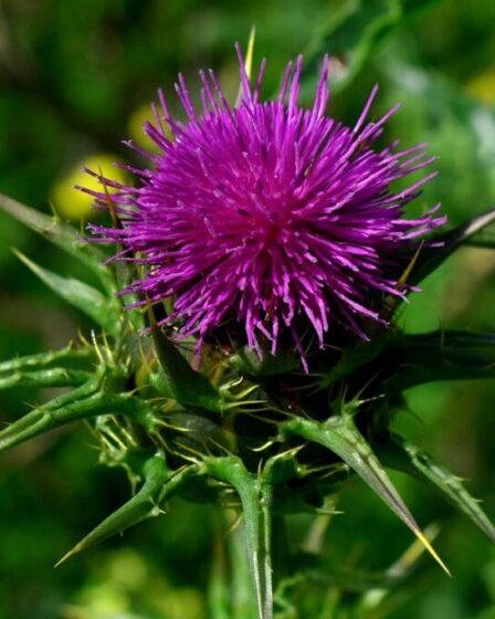 Cardo mariano (Silybum marianum, Asteraceae). Foto di Thanasis Papazacharias da Pixabay.