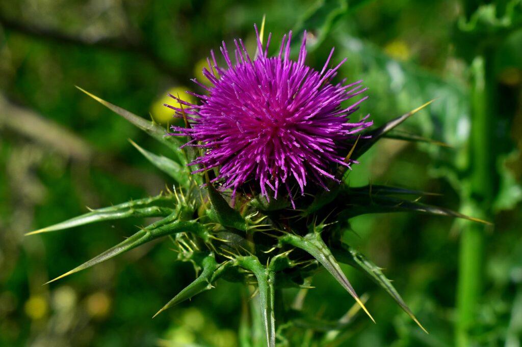 Cardo mariano (Silybum marianum, Asteraceae). Foto di Thanasis Papazacharias da Pixabay.